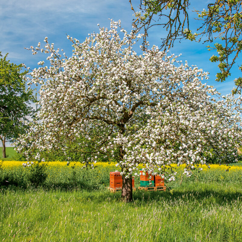 Streuobstwiese, Apfelblüte, Apfelbaum
