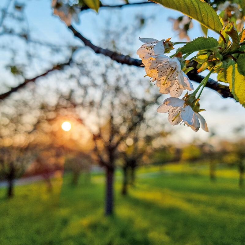 Kirschblüte, Streuobstwiese